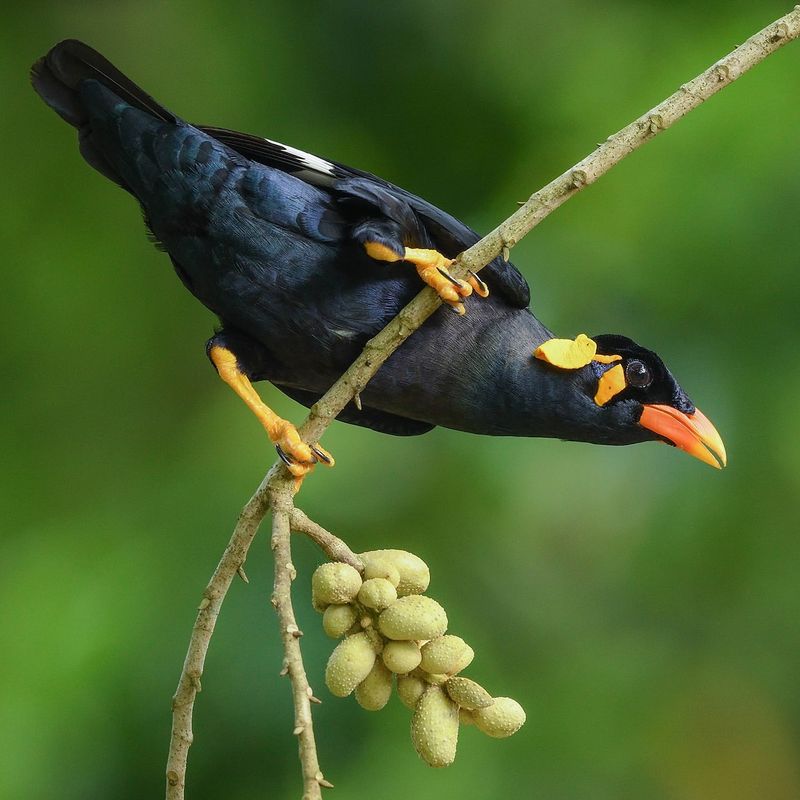 Hill Myna