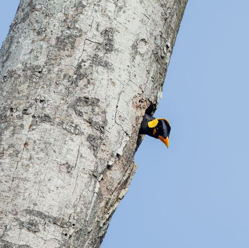 Hill Myna