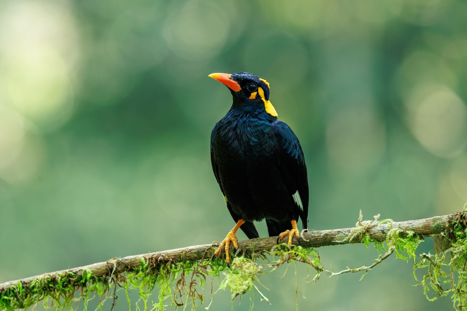 Hill Myna