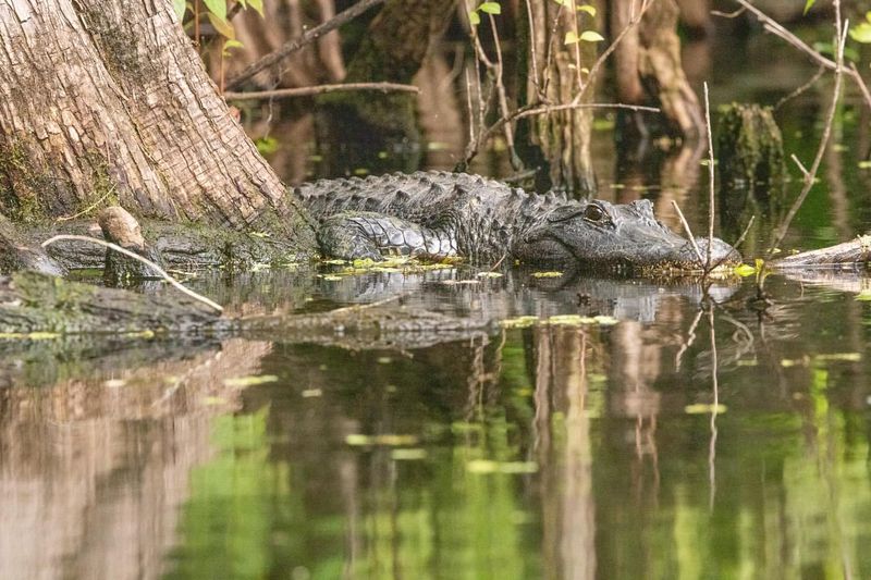 Hillsborough River