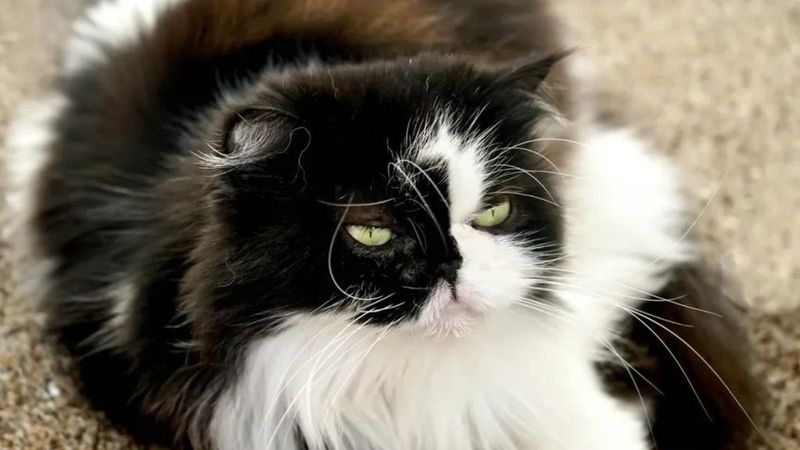 Himalayan Cat