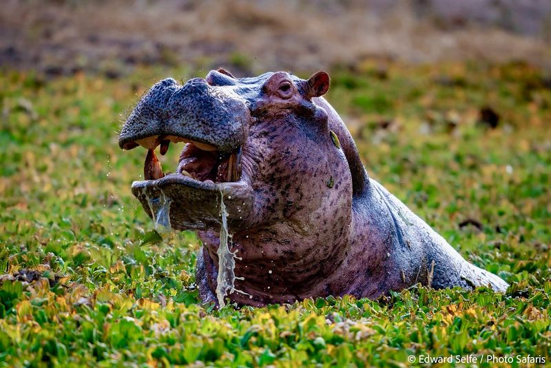 Hippo's Diet and Feeding Habits