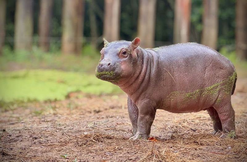 Hippo Calves and Parenting