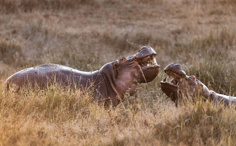 Hippo Conservation Efforts