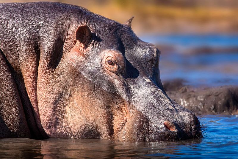 Hippo Lifespan and Longevity