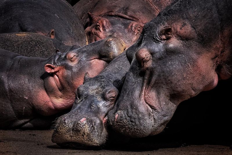 Hippo Social Structure