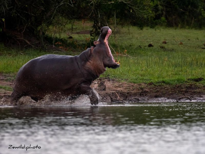 Hippo Territorial Behavior