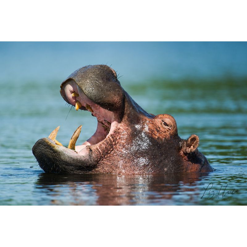 Hippopotamus