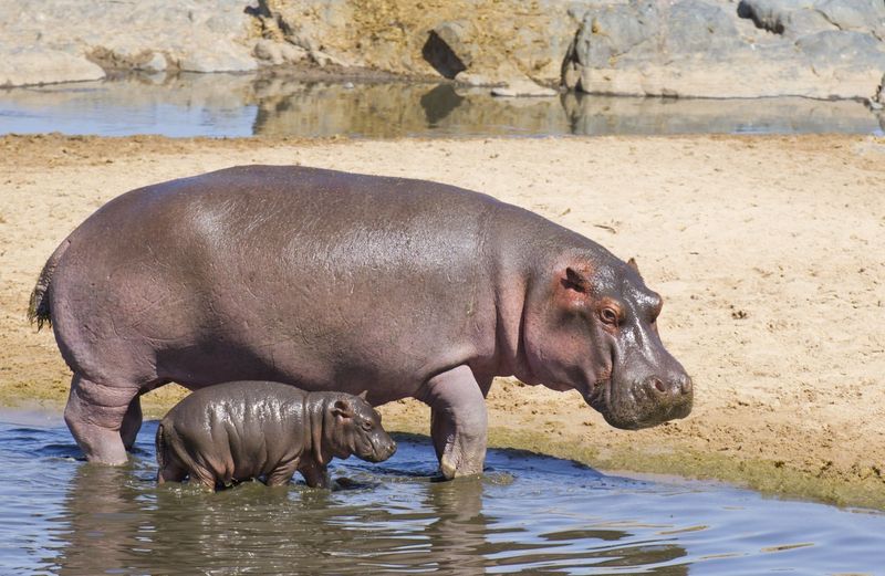 Hippopotamus