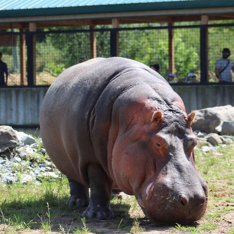 Hippopotamus