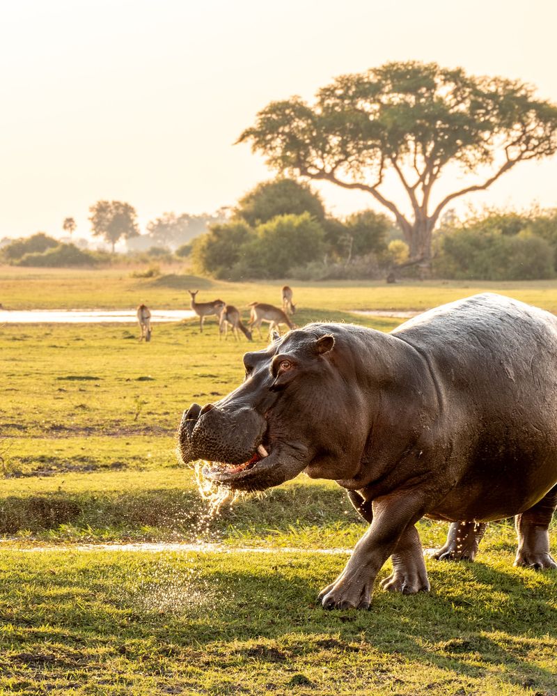 Hippopotamus