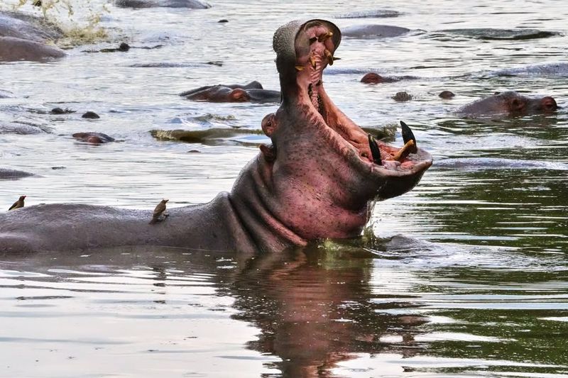 Hippos' Unique Physiology