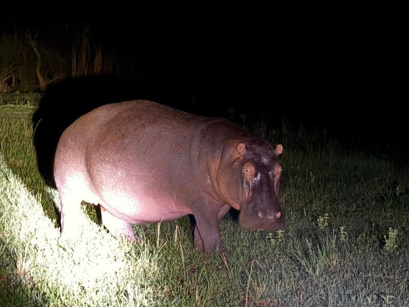 Hippos' Nighttime Grazing Adventure