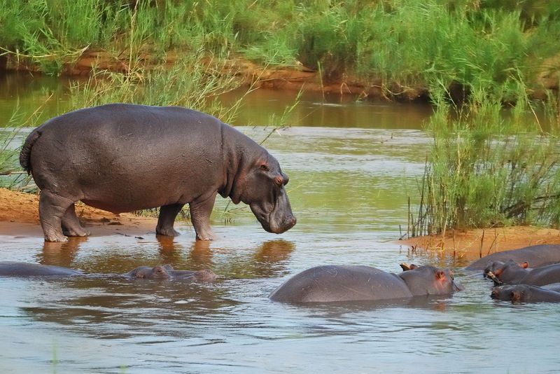 Hippos' Adaptation to Climate