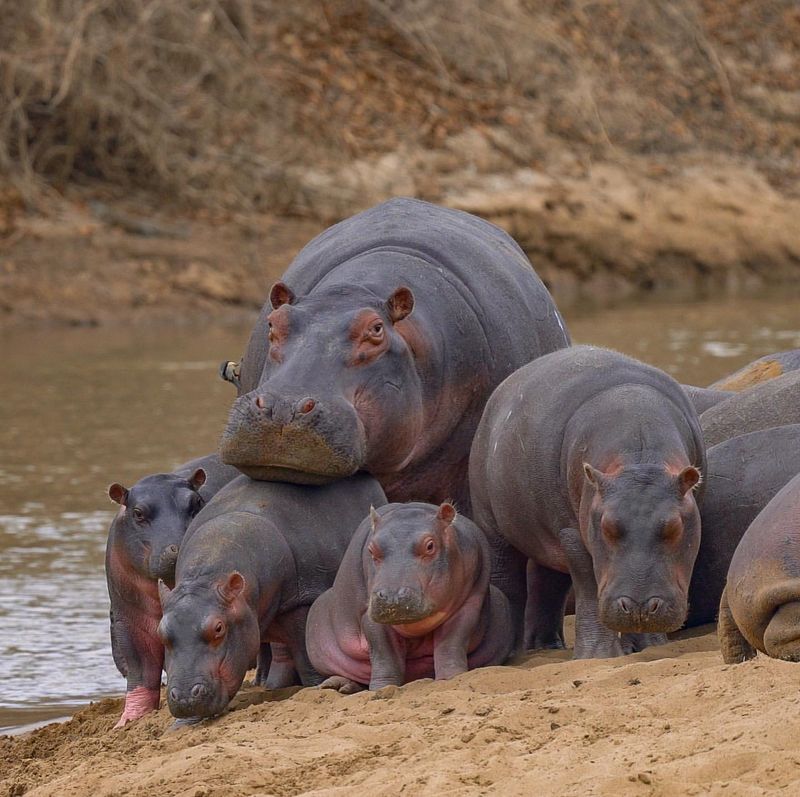 Hippos Are Friendly