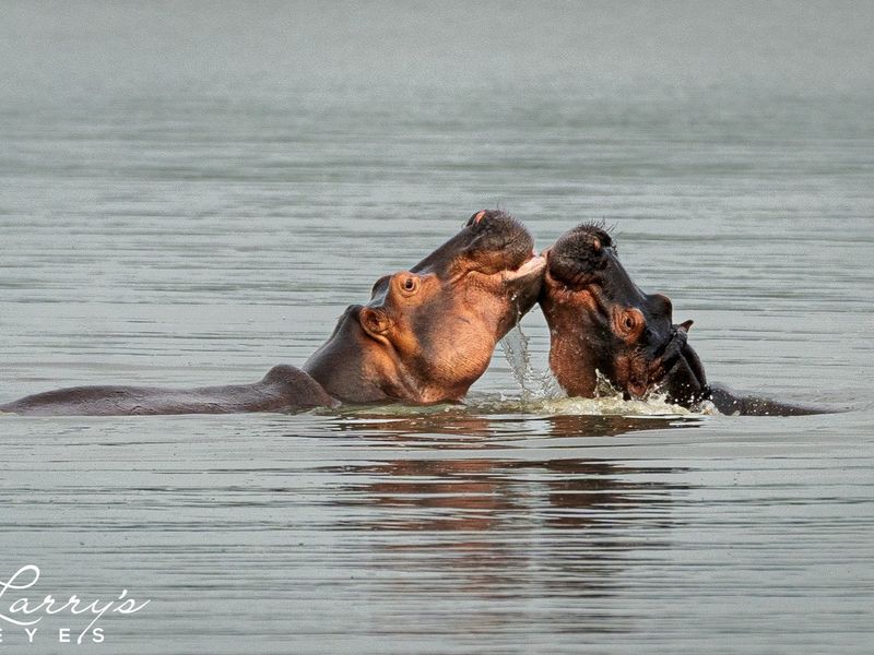 Hippos Love Water