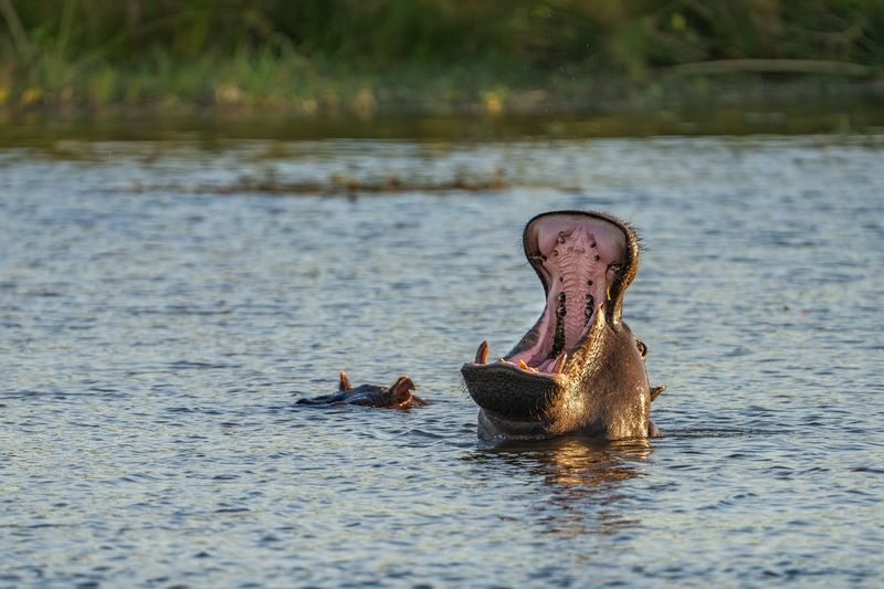 Hippos and Human Interaction