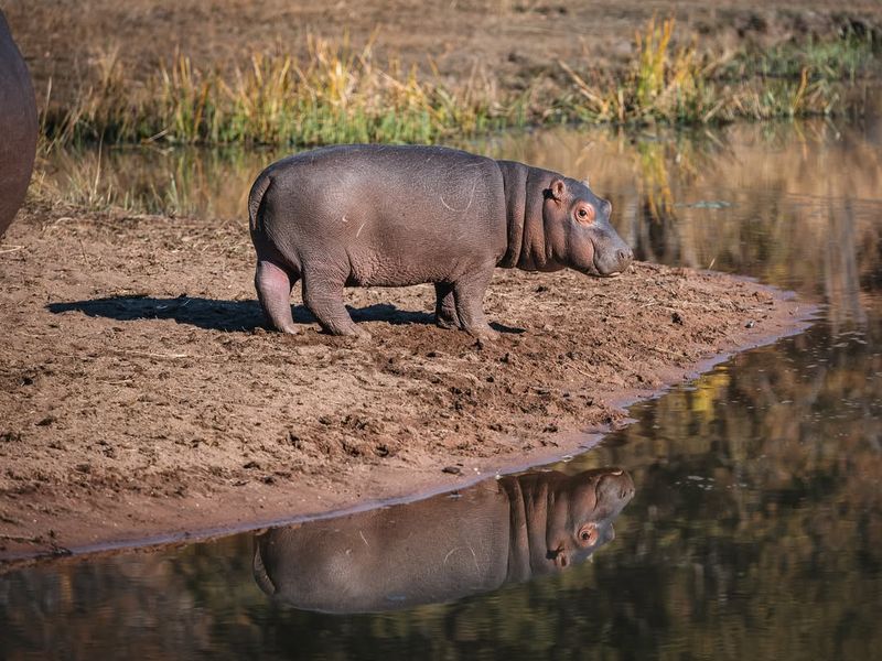 Hippos and Sun Protection