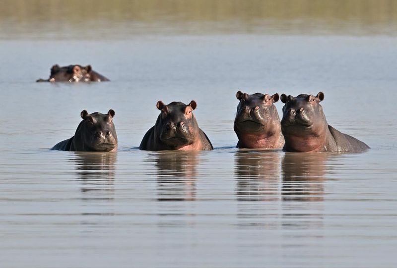 Hippos' Contribution to Ecosystems