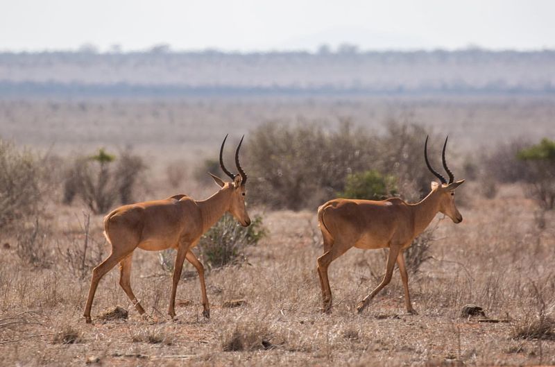 Hirola