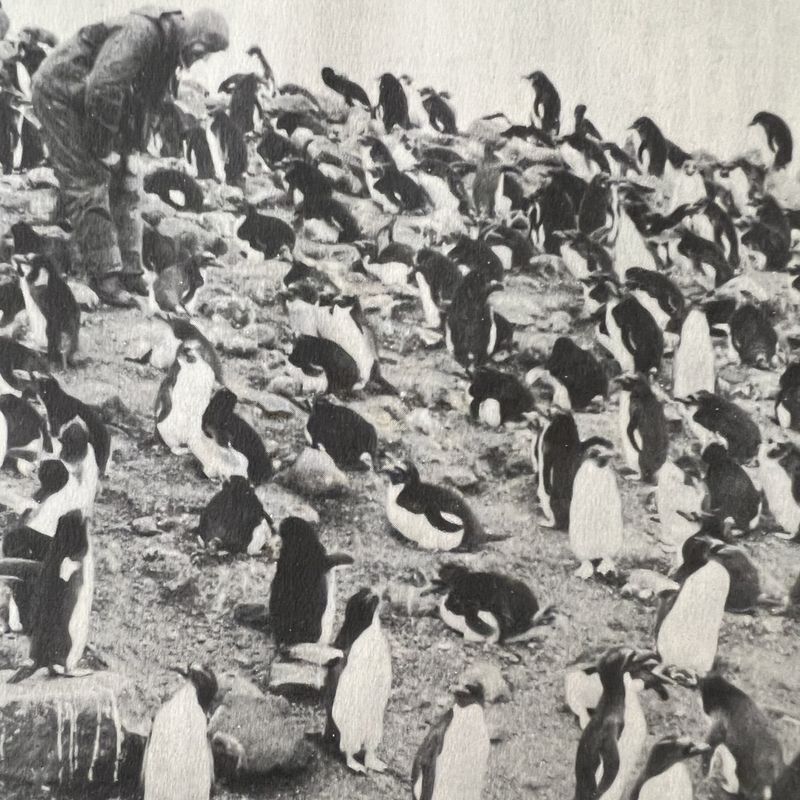 History of Penguin Awareness Day