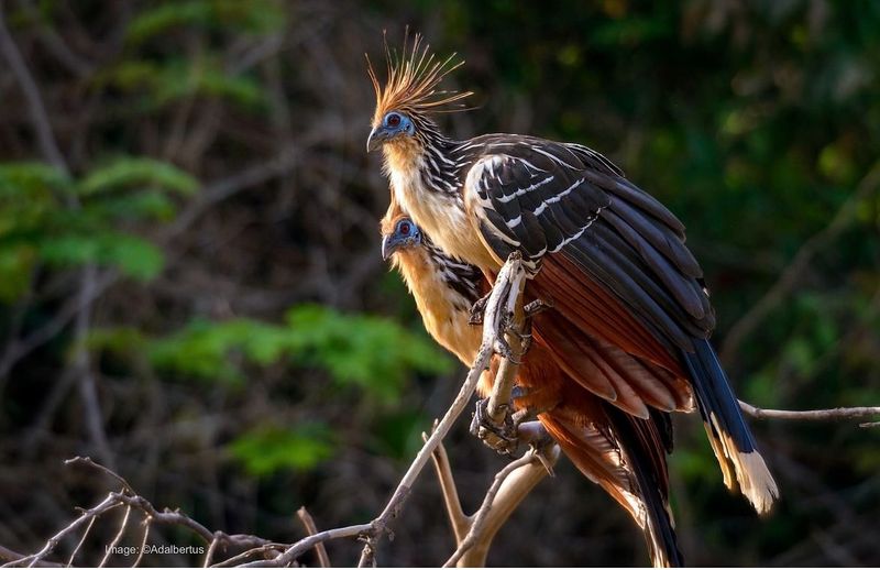 Hoatzin