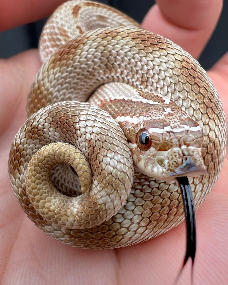 Hognose Snake