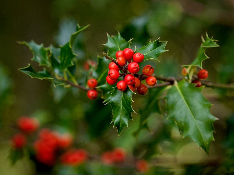 Holly (Ilex)