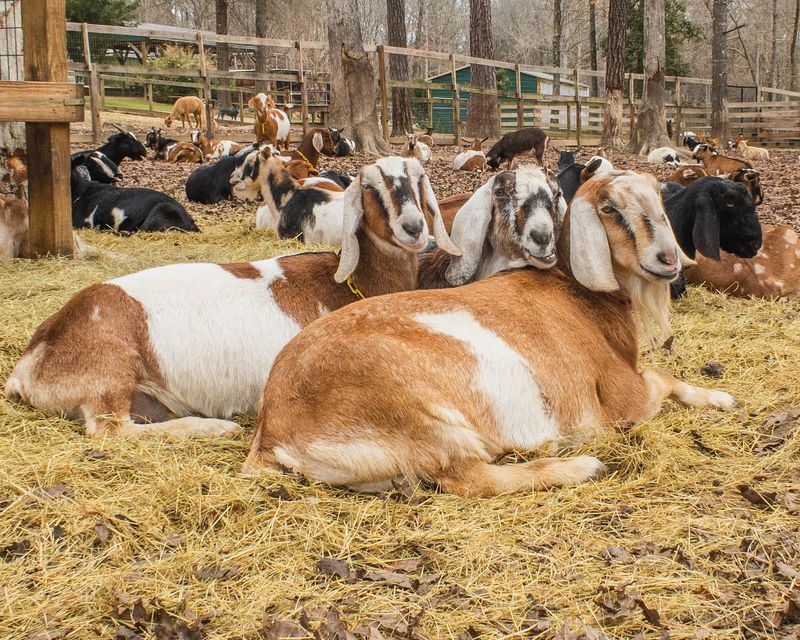 Homesteading For Beginners