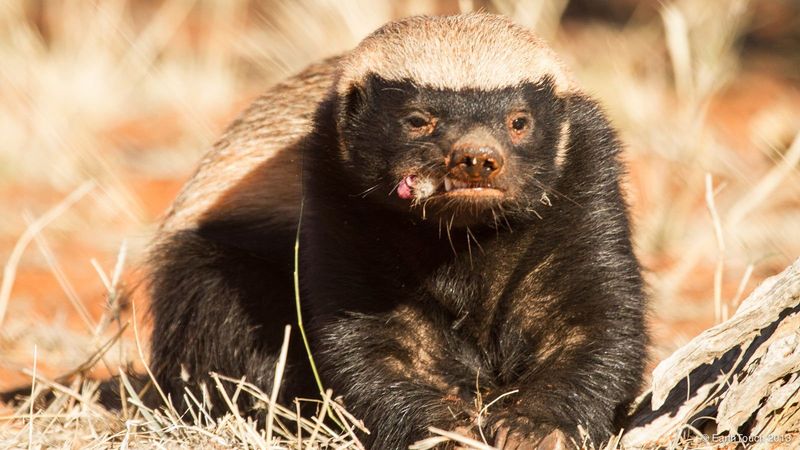 Honey Badger