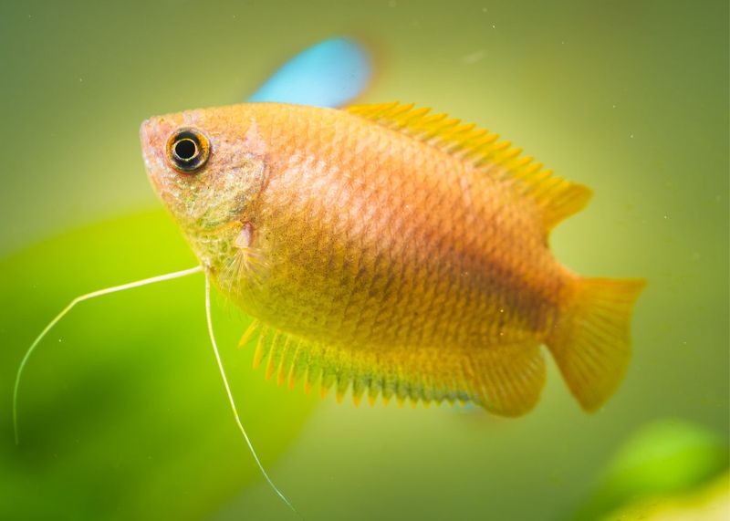 Honey Gouramis