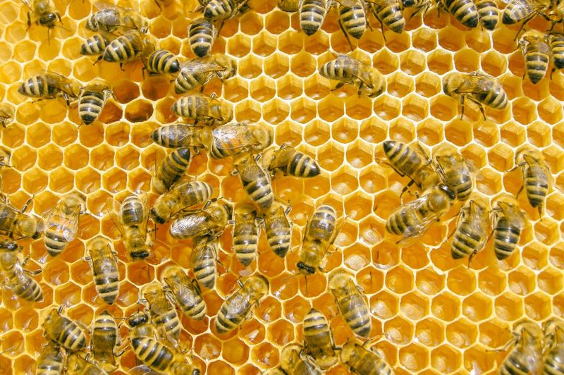 Honey Production by Bees