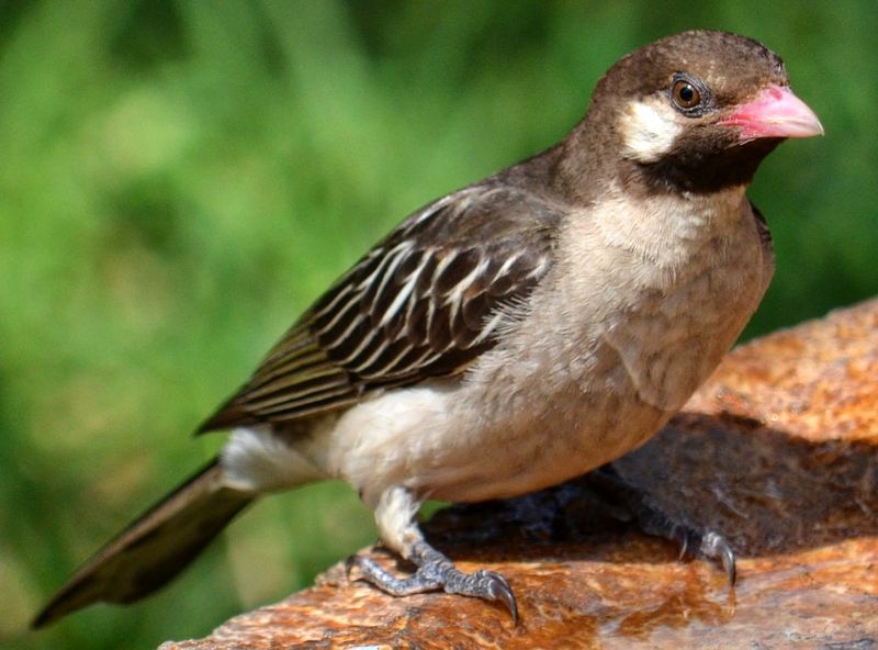 Honeyguide Bird