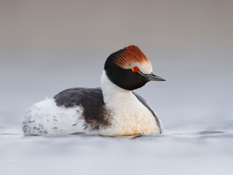 Hooded Grebe