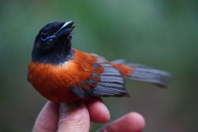 Hooded Pitohui