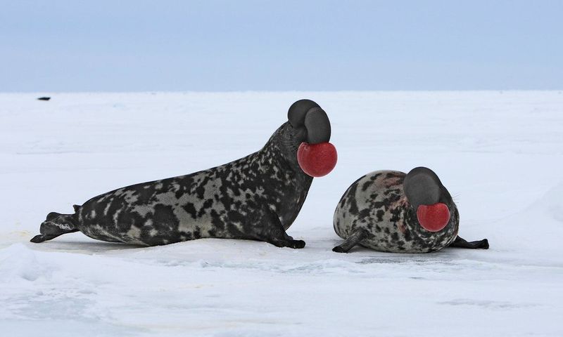 Hooded Seal