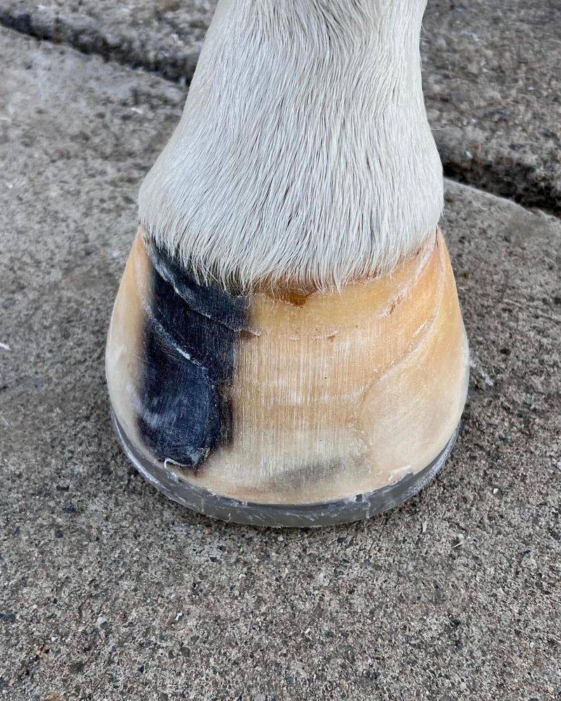 Hoof Care