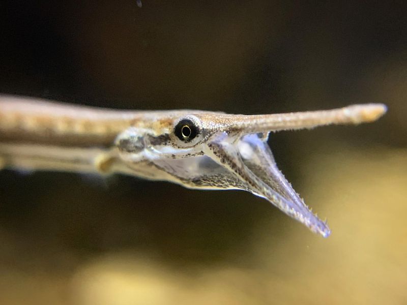 Hoosier Cavefish