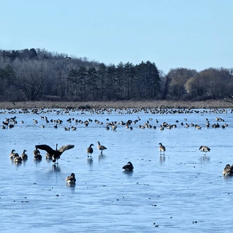 Horicon Marsh