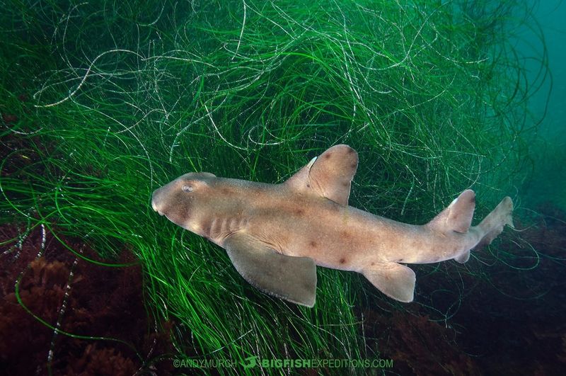 Horn Shark