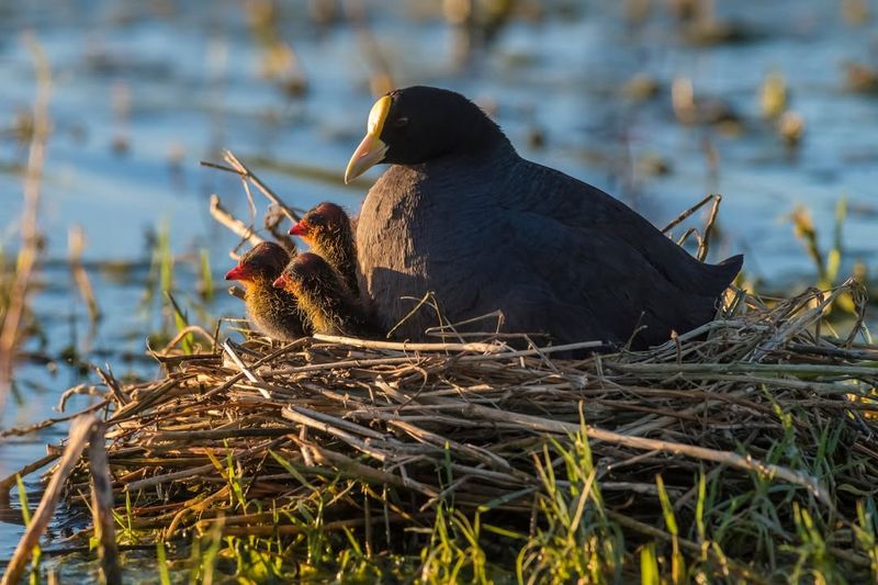 Horned Coot