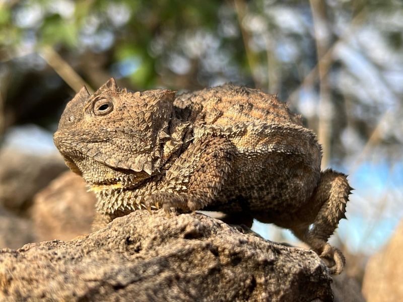 Horned Lizard