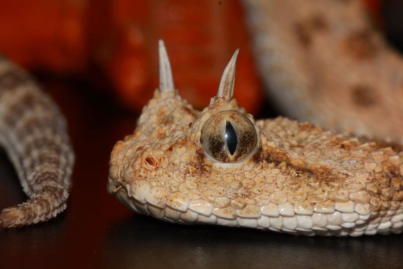 Horned Viper