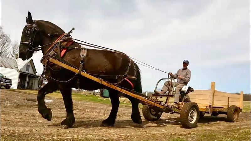 Horse Labor