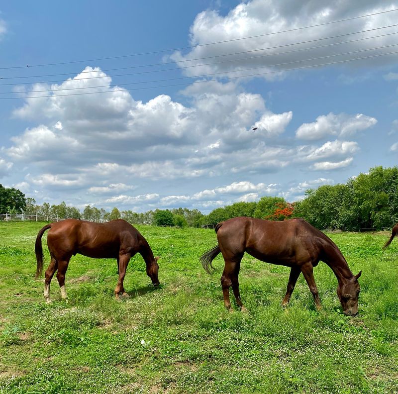 Horses Can Live on Just Grass