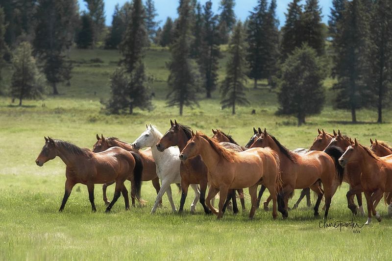 Horses Don't Need Companionship