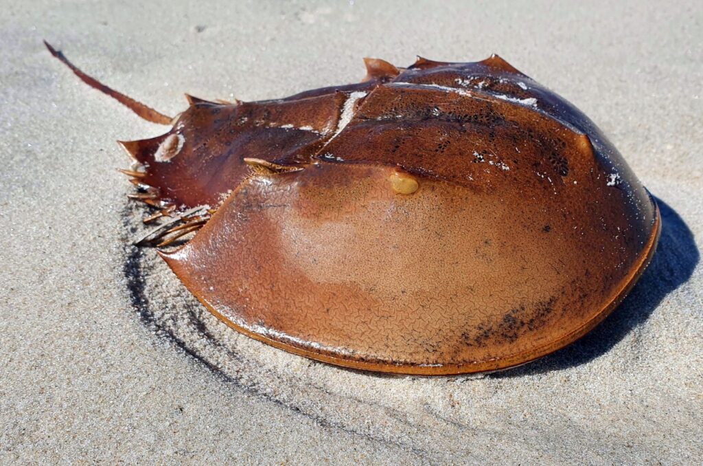 Horseshoe Crab