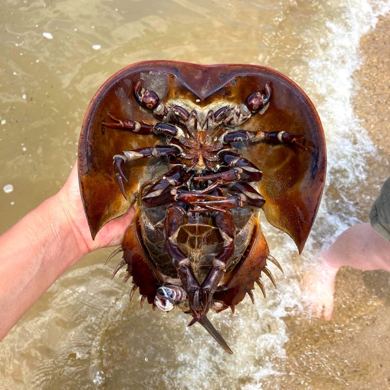 Horseshoe Crab