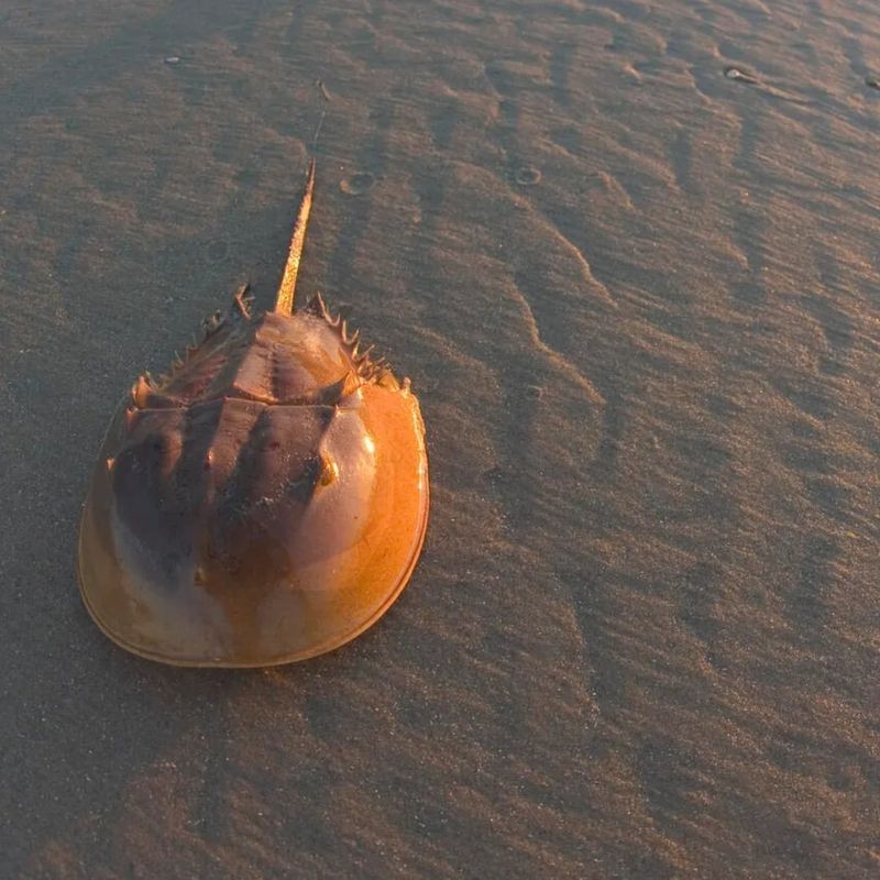 Horseshoe Crab