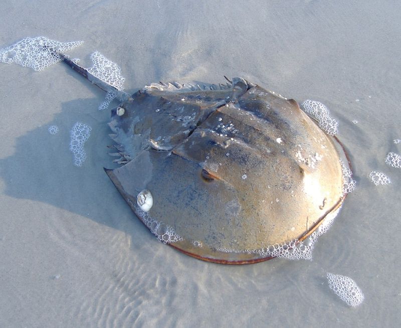 Horseshoe Crabs